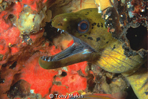 Moray eel by Tony Makin 